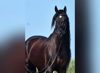 Frison, Hongre, 8 Ans, 170 cm, Noir