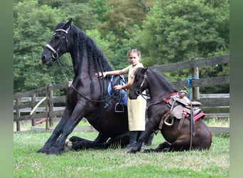 Frison, Hongre, 8 Ans, 170 cm, Noir