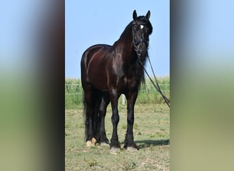 Frison, Hongre, 8 Ans, 170 cm, Noir
