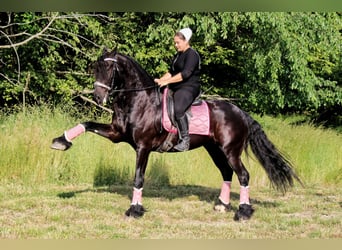 Frison, Hongre, 8 Ans, 170 cm, Noir