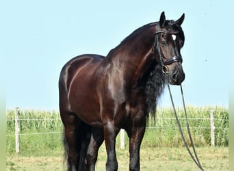 Frison, Hongre, 8 Ans, 170 cm, Noir