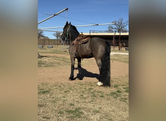 Frison Croisé, Hongre, 8 Ans, 170 cm, Noir