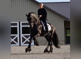 Frison, Hongre, 8 Ans, 170 cm, Noir