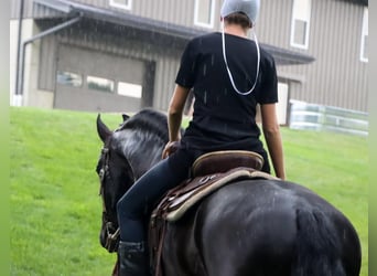 Frison, Hongre, 8 Ans, 170 cm, Noir
