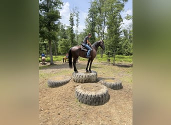 Frison, Hongre, 8 Ans, 173 cm, Noir