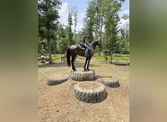 Frison, Hongre, 8 Ans, 173 cm, Noir