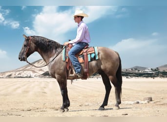 Frison Croisé, Hongre, 8 Ans, Grullo
