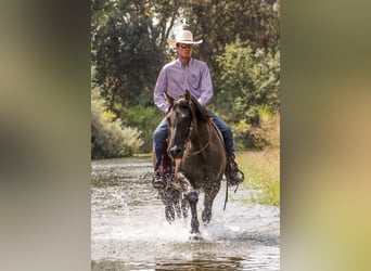 Frison Croisé, Hongre, 8 Ans, Grullo