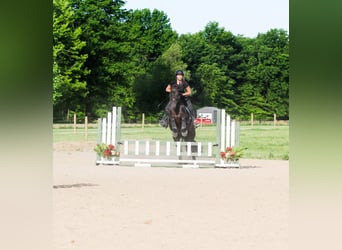 Frison Croisé, Hongre, 8 Ans, Noir