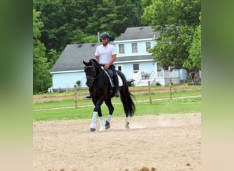 Frison Croisé, Hongre, 8 Ans, Noir
