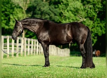 Frison Croisé, Hongre, 8 Ans, Noir