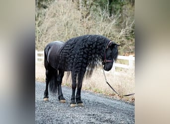 Frison, Hongre, 8 Ans, Noir