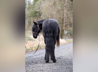 Frison, Hongre, 8 Ans, Noir