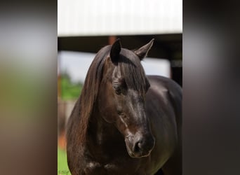 Frison Croisé, Hongre, 9 Ans, 137 cm, Noir