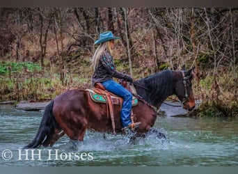 Frison, Hongre, 9 Ans, 160 cm, Bai cerise