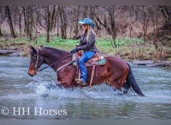 Frison, Hongre, 9 Ans, 160 cm, Bai cerise