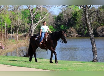 Frison, Hongre, 9 Ans, 163 cm, Noir