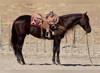 Frison, Hongre, 9 Ans, 163 cm