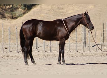 Frison, Hongre, 9 Ans, 163 cm