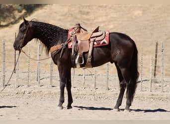 Frison, Hongre, 9 Ans, 163 cm