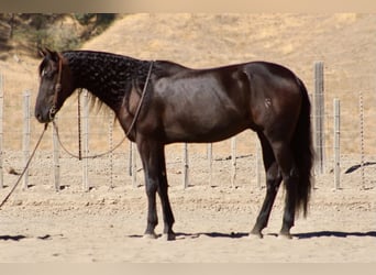 Frison, Hongre, 9 Ans, 163 cm