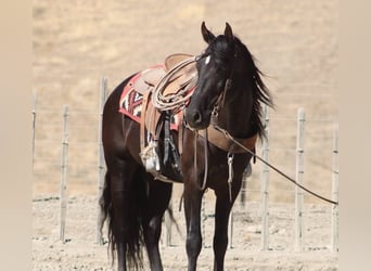 Frison, Hongre, 9 Ans, 163 cm