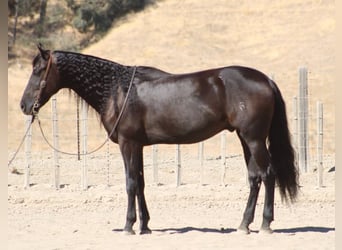 Frison, Hongre, 9 Ans, 163 cm