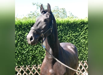 Frison, Hongre, 9 Ans, 164 cm