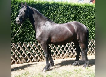 Frison, Hongre, 9 Ans, 164 cm