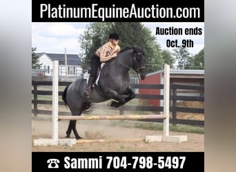 Frison, Hongre, 9 Ans, 165 cm, Rouan Bleu