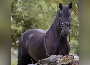 Frison, Hongre, 9 Ans, 170 cm, Noir