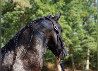 Frison, Hongre, 9 Ans, 170 cm, Noir