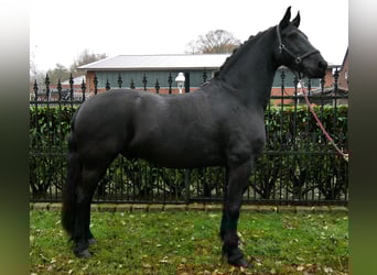 Frison, Hongre, 9 Ans, 170 cm, Noir