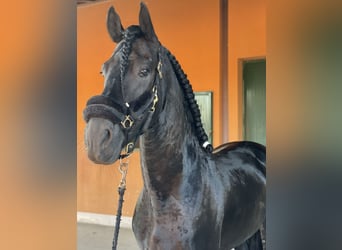 Frison, Hongre, 9 Ans, 172 cm, Noir