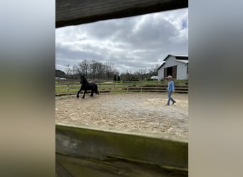 Frison, Hongre, 9 Ans, Noir