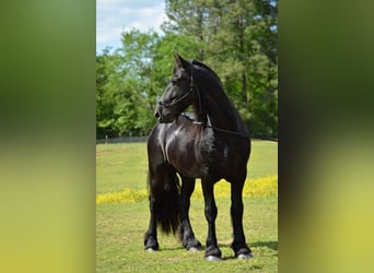 Frison, Hongre, 9 Ans, Noir