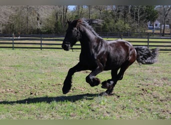 Frison, Hongre, 9 Ans, Noir