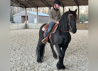 Frison, Hongre, 9 Ans, Noir