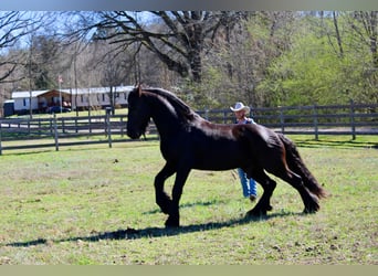 Frison, Hongre, 9 Ans, Noir