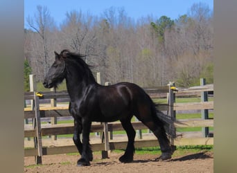 Frison, Hongre, 9 Ans, Noir