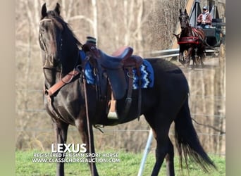 Frison, Jument, 10 Ans, 152 cm, Noir