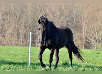 Frison, Jument, 10 Ans, 152 cm, Noir