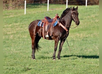 Frison, Jument, 10 Ans, 152 cm, Noir