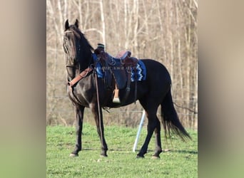 Frison, Jument, 10 Ans, 152 cm, Noir