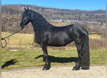 Frison, Jument, 10 Ans, 162 cm, Noir
