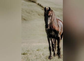 Frison, Jument, 10 Ans, 164 cm, Noir