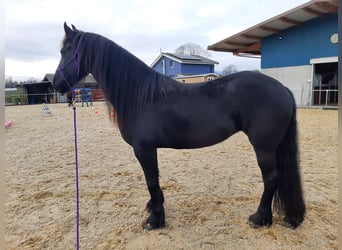 Frison, Jument, 10 Ans, 164 cm, Noir