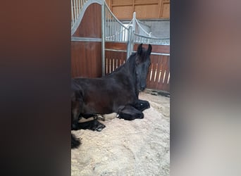 Frison, Jument, 10 Ans, 164 cm, Noir