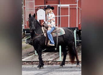 Frison, Jument, 11 Ans, 147 cm, Noir