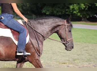 Frison, Jument, 11 Ans, 157 cm, Noir